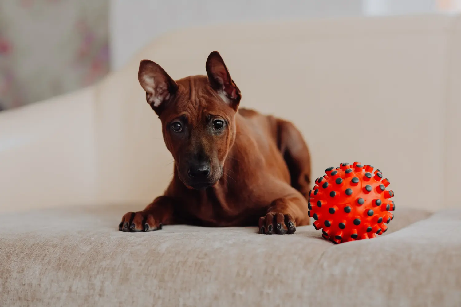 Cumpărarea unui cățel Thai Ridgeback înseamnă asumarea responsabilității! Cumpărați cățeluși Thai Ridgeback.