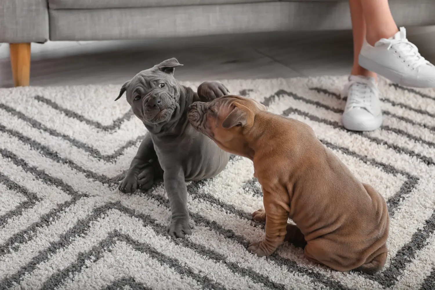 Cumpărarea unui cățel Thai Ridgeback înseamnă asumarea responsabilității! Cumpărați cățeluși Thai Ridgeback.
