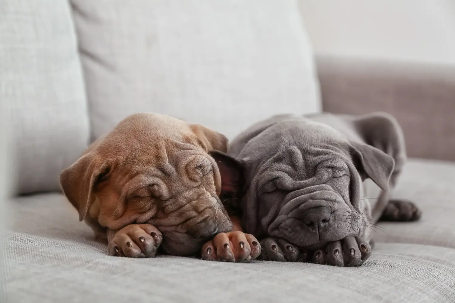 Cumpărarea unui cățel Thai Ridgeback înseamnă asumarea responsabilității! Cumpărați cățeluși Thai Ridgeback.