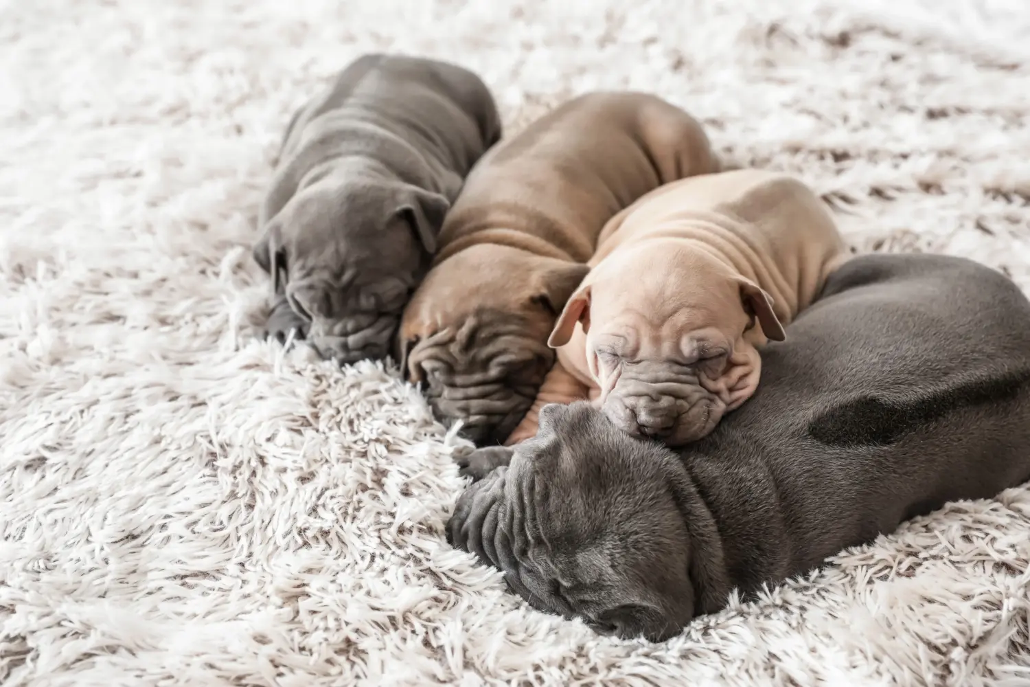 Cumpărarea unui cățel Thai Ridgeback înseamnă asumarea responsabilității! Cumpărați cățeluși Thai Ridgeback.
