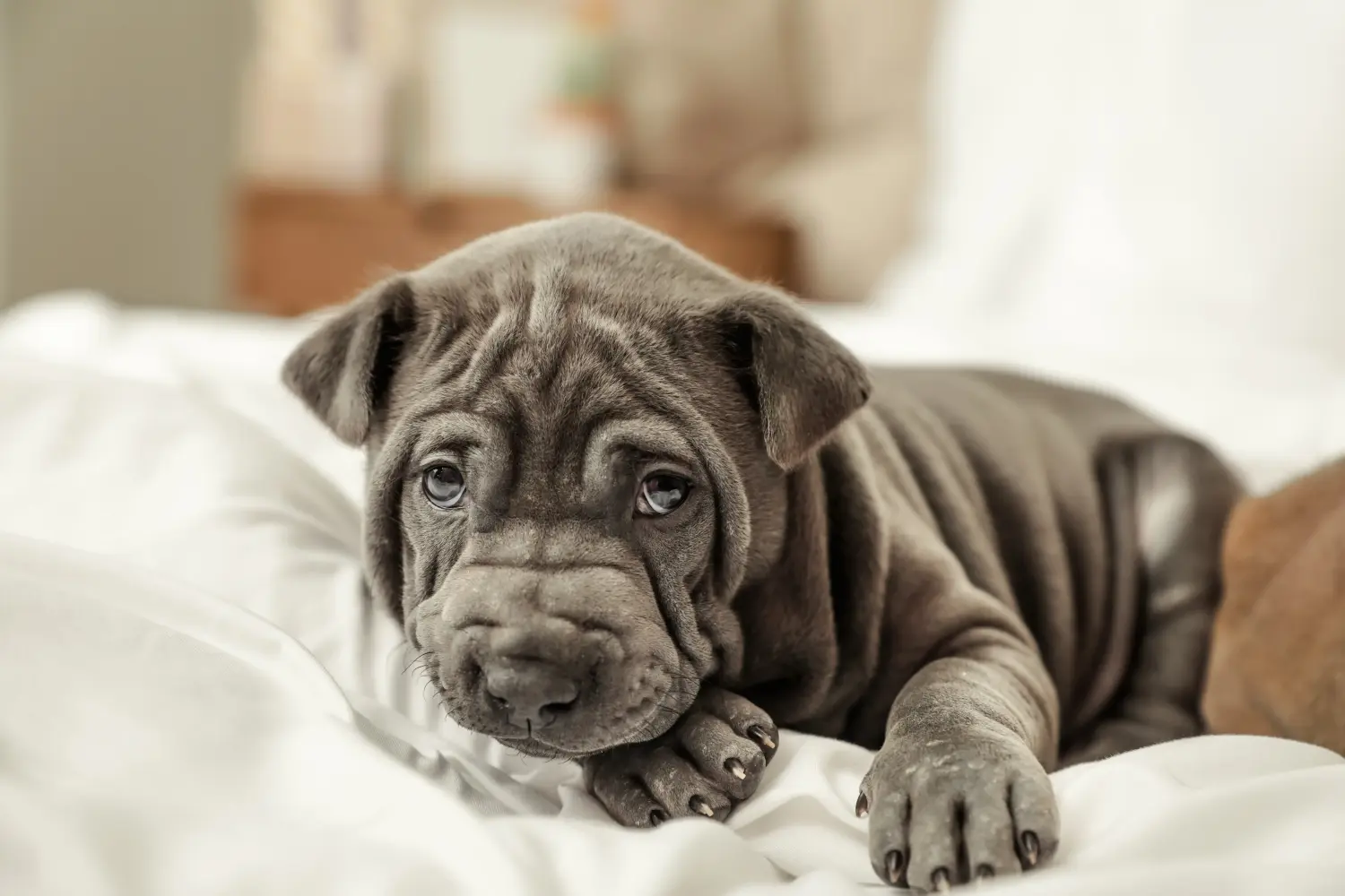 Cumpărarea unui cățel Thai Ridgeback înseamnă asumarea responsabilității! Cumpărați cățeluși Thai Ridgeback.