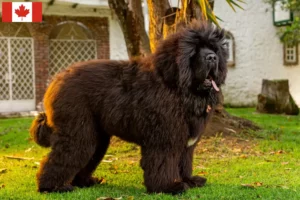 Read more about the article Tibetan Mastiff crescători și căței în Canada