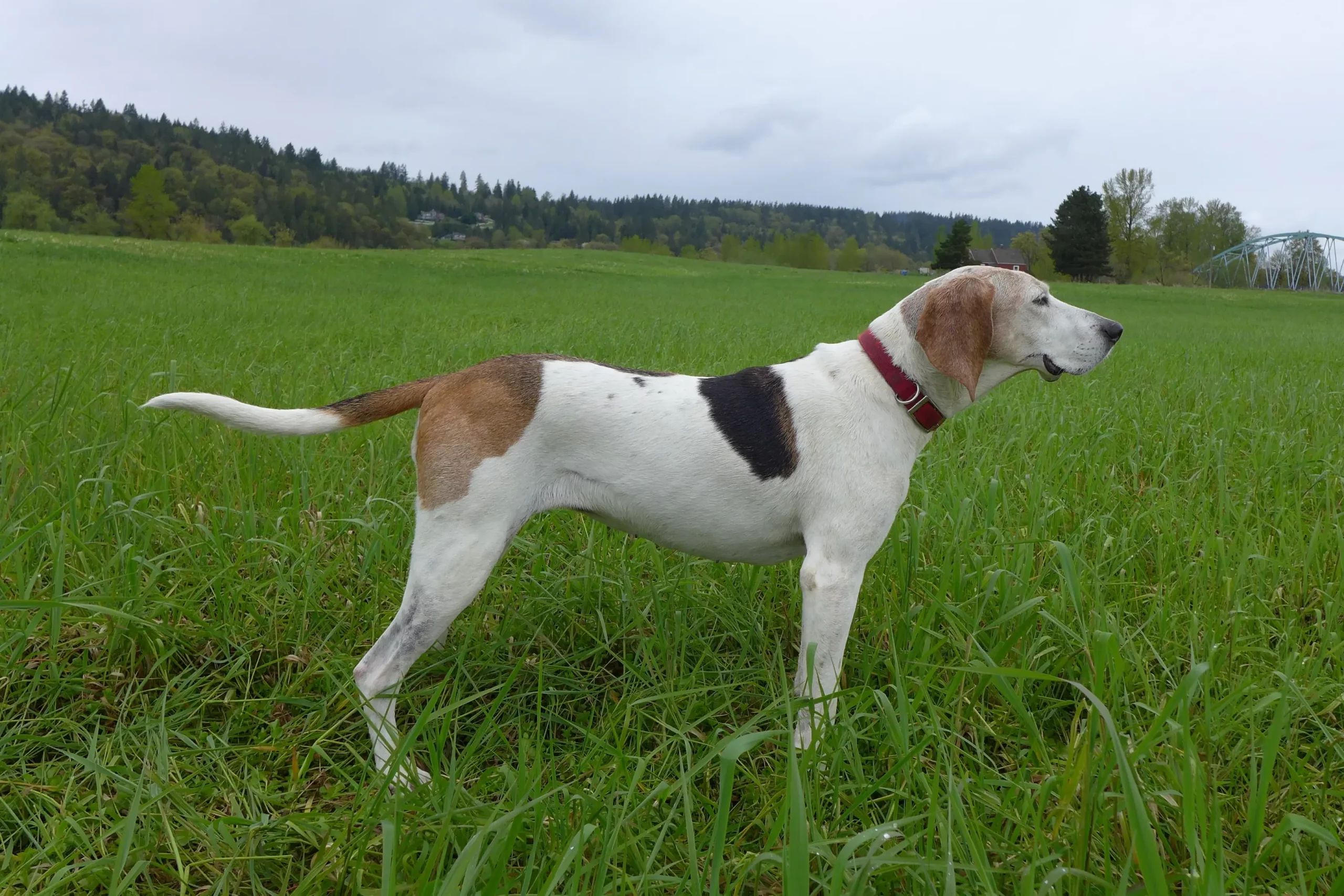 Read more about the article Crescător de coonhound Treeing Walker