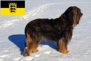 Read more about the article Wäller crescători și căței în Baden-Württemberg