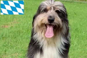 Read more about the article Wäller crescători și căței în Bavaria