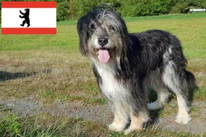 Read more about the article Wäller crescători și căței în Berlin