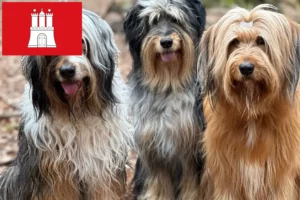 Read more about the article Wäller crescători și căței în Hamburg