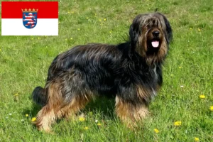 Read more about the article Wäller crescători și căței în Hessen