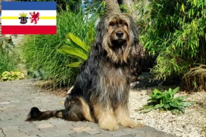 Read more about the article Wäller crescători și căței în Mecklenburg-Vorpommern