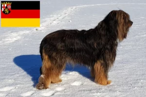 Read more about the article Wäller crescători și căței în Renania-Palatinat