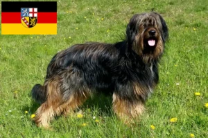 Read more about the article Wäller crescători și căței în Saarland
