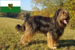 Read more about the article Wäller crescători și căței în Saxonia