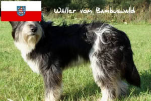 Read more about the article Wäller crescători și căței în Thuringia