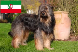 Read more about the article Wäller crescători și căței în Renania de Nord-Westfalia