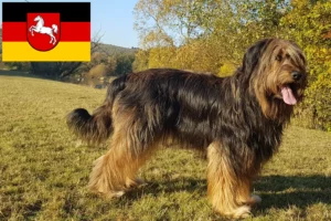 Read more about the article Wäller crescători și căței în Saxonia Inferioară