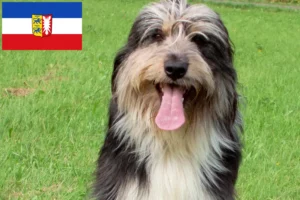 Read more about the article Wäller crescători și căței în Schleswig-Holstein