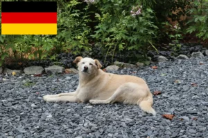 Read more about the article Aidi crescători și căței în Germania