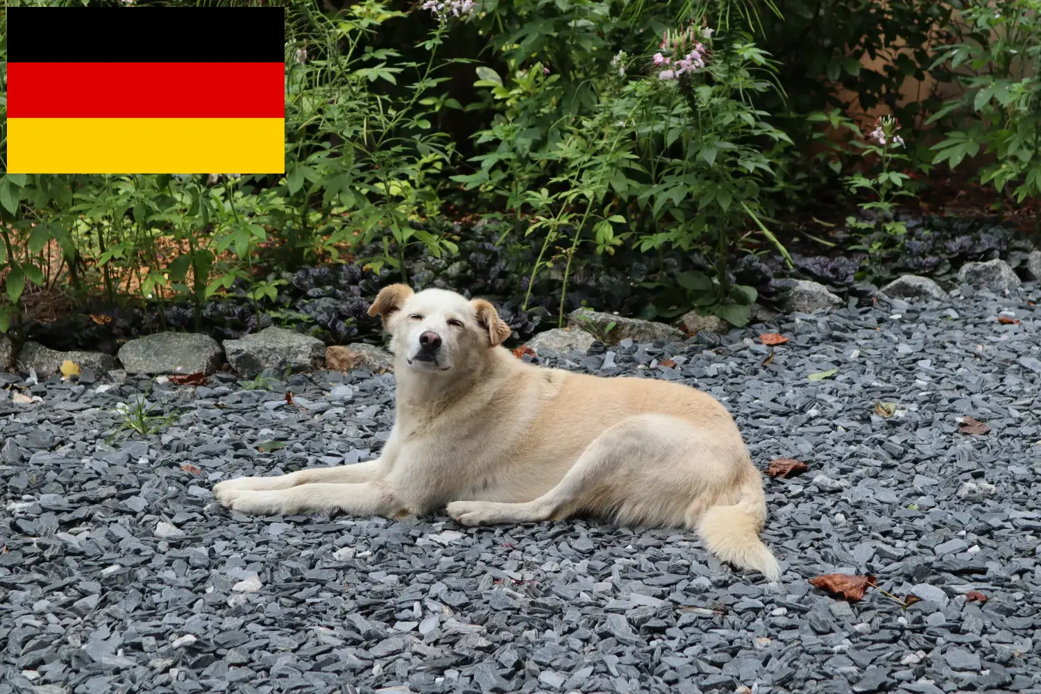 Read more about the article Aidi crescători și căței în Germania
