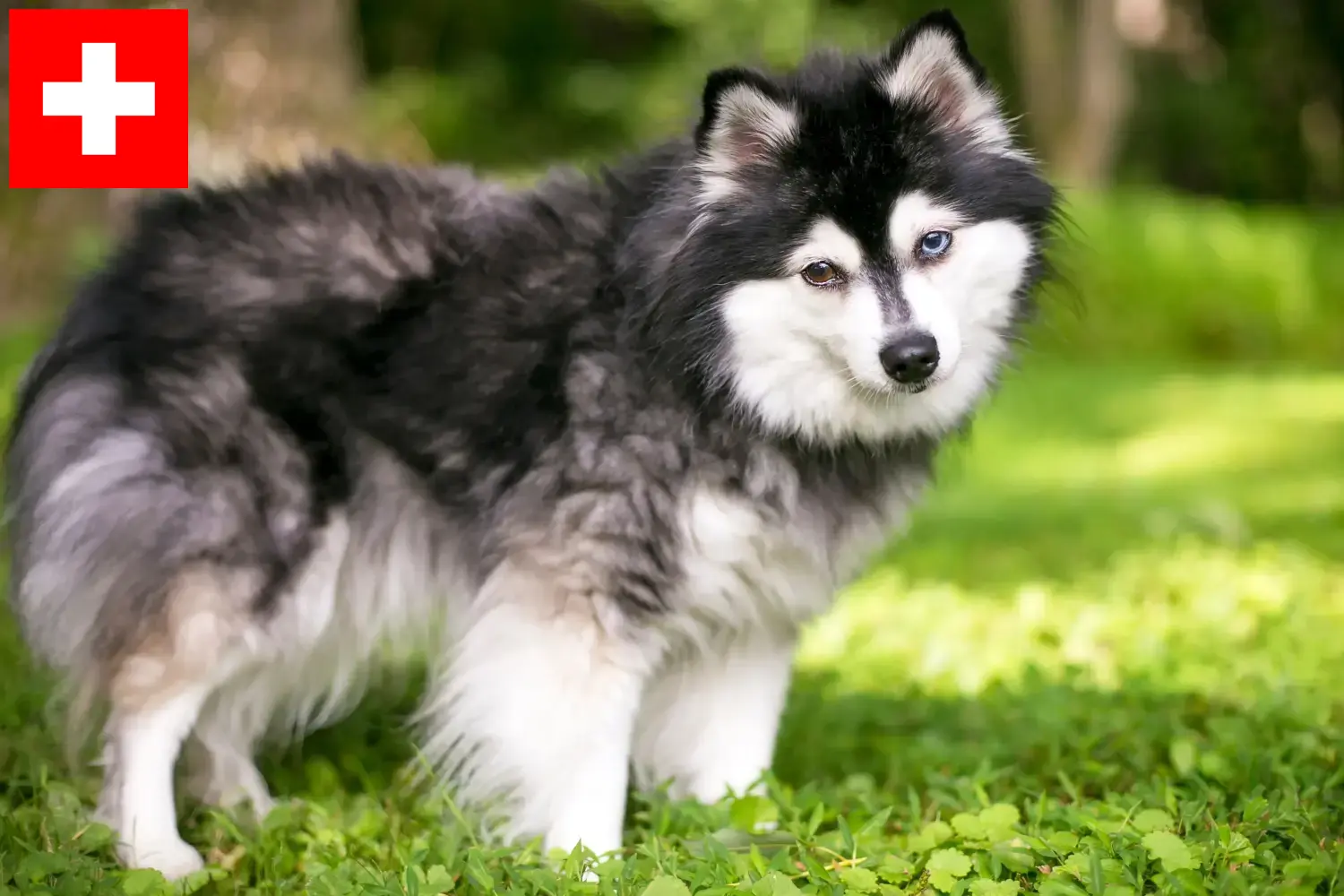 Read more about the article Alaskan Klee Kai crescători și căței în Elveția