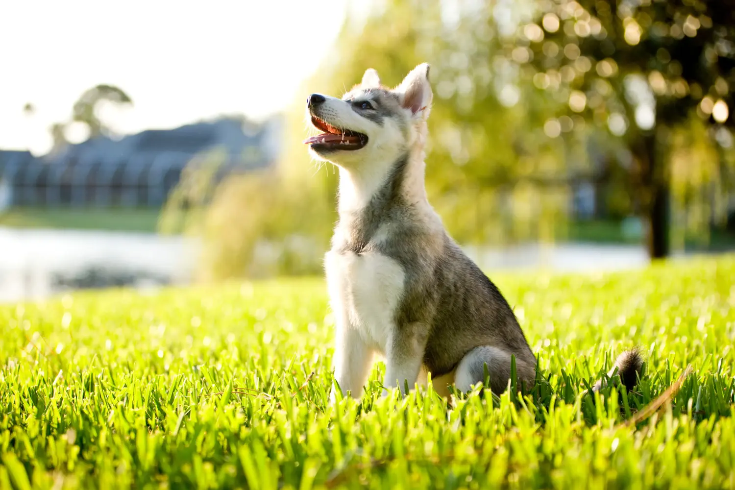 Cumpărarea unui cățeluș Alaskan Klee Kai înseamnă asumarea responsabilității! Cumpărați cățeluși Alaskan Klee Kai.
