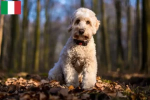 Read more about the article Crescători și căței Cockapoo în Italia