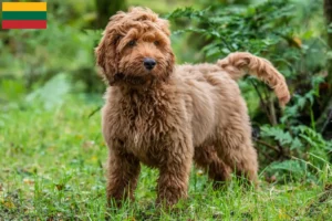 Read more about the article Crescători și căței Cockapoo în Lituania