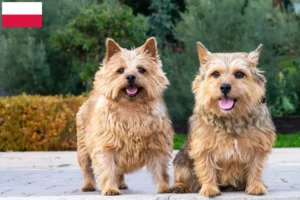 Read more about the article Norwich Terrier crescători și căței în Polonia