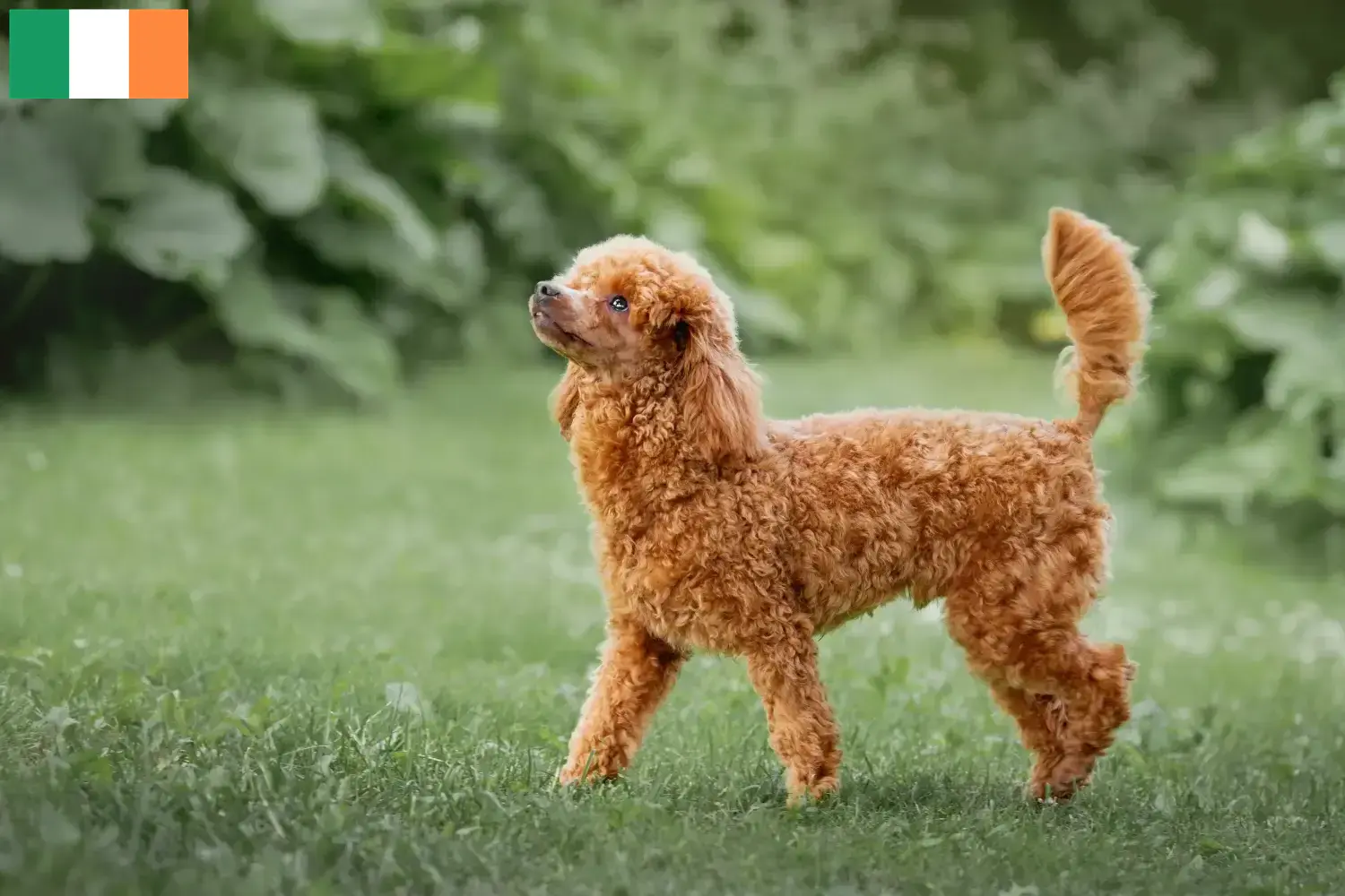 Read more about the article Poodle crescători și căței în Irlanda
