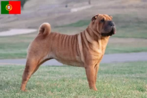 Read more about the article Crescători de Shar-Pei și căței în Portugalia