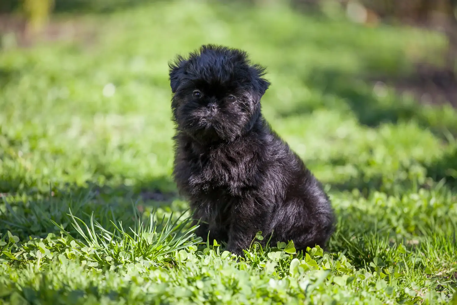 Cumpărarea unui cățeluș Affenpinscher înseamnă asumarea responsabilității! Cumpărați cățeluși Affenpinscher.