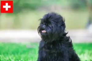 Read more about the article Crescători de Affenpinscher și căței în Elveția