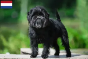 Read more about the article Crescători de Affenpinscher și căței în Țările de Jos