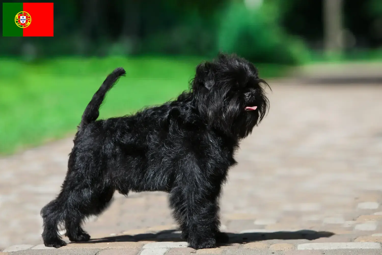 Affenpinscher căței și crescători Portugalia Aici puteți găsi crescători de Affenpinscher în Portugalia.
