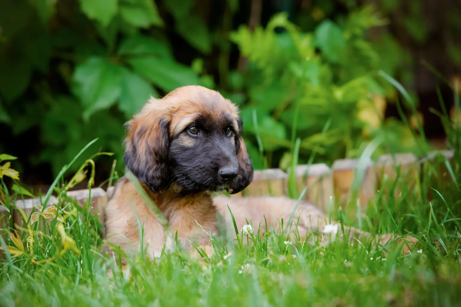 Cumpărarea unui cățel Afghan Hound înseamnă asumarea responsabilității! Cumpărați pui de ogar afgan.