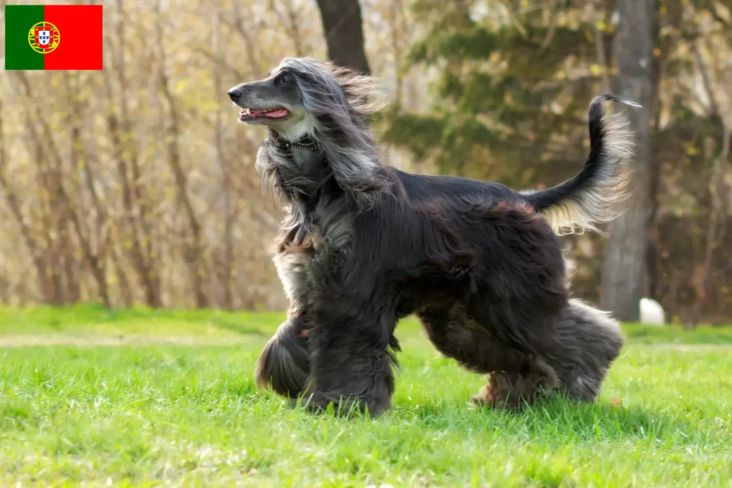 Afghan Hound căței și crescători Portugalia Găsiți crescători de câini Afghan Hound în Portugalia aici.