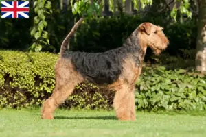Read more about the article Airedale Terrier crescători și căței în Marea Britanie