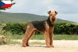 Read more about the article Crescători de Airedale Terrier și căței în Republica Cehă