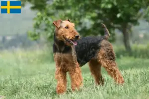 Read more about the article Airedale Terrier crescători și căței în Suedia