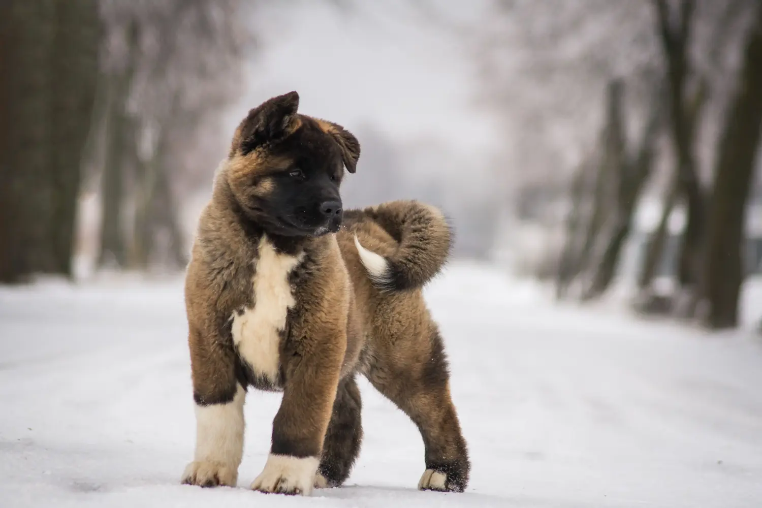 Cumpărarea unui cățel Akita înseamnă asumarea responsabilității! Cumpărați cățeluși Akita.