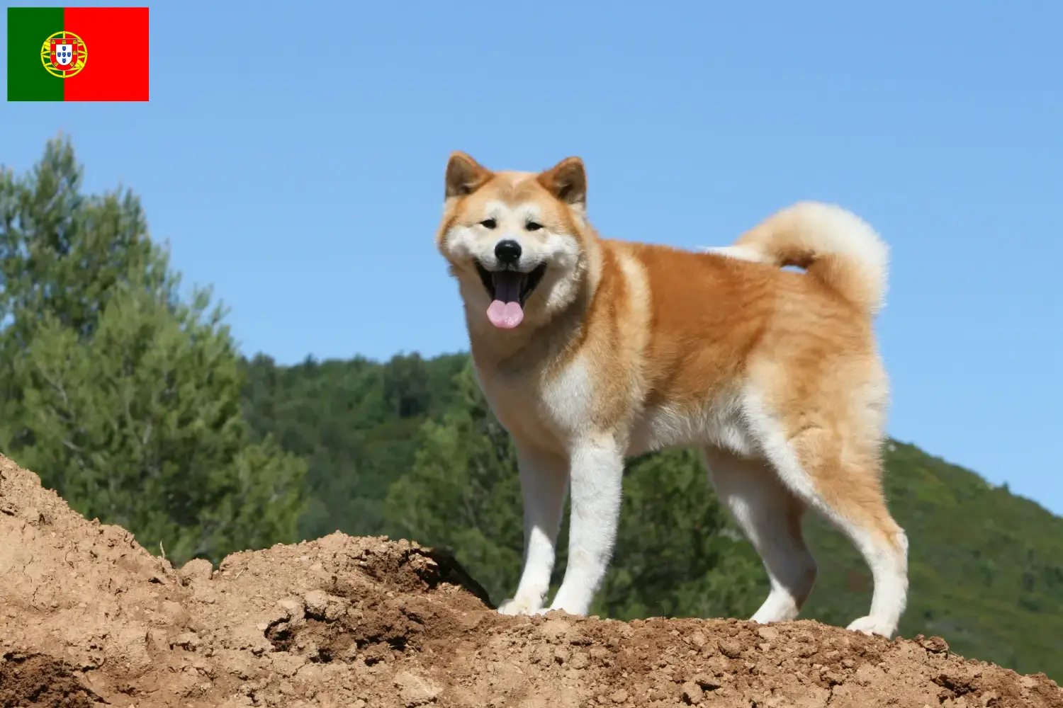 Akita căței și crescători Portugalia Găsiți crescători de Akita în Portugalia aici.