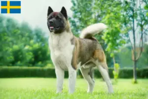 Read more about the article Akita crescători și căței în Suedia