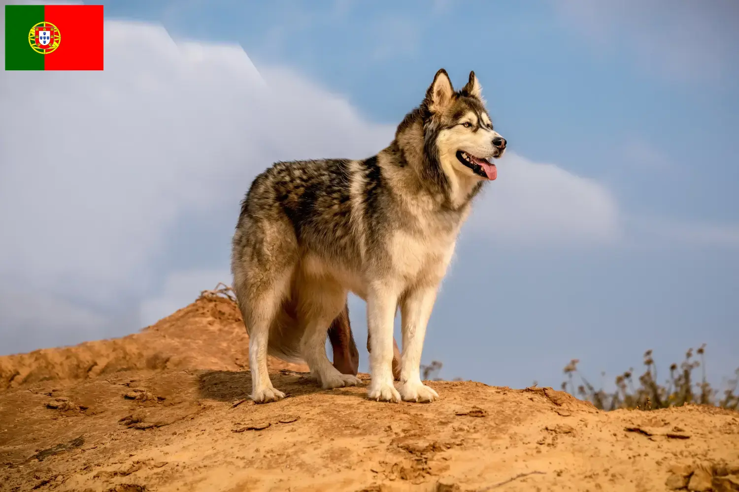 Read more about the article Alaskan Malamute crescători și căței în Portugalia