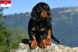 Read more about the article Alpine Dachsbracke crescători și căței în Brandenburg