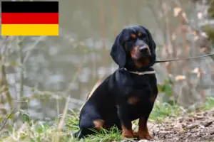 Read more about the article Alpine Dachsbracke crescători și căței în Germania