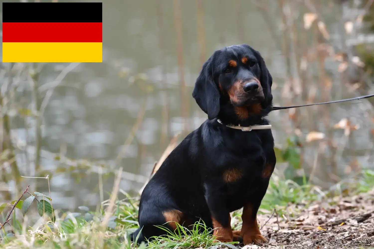Read more about the article Alpine Dachsbracke crescători și căței în Germania