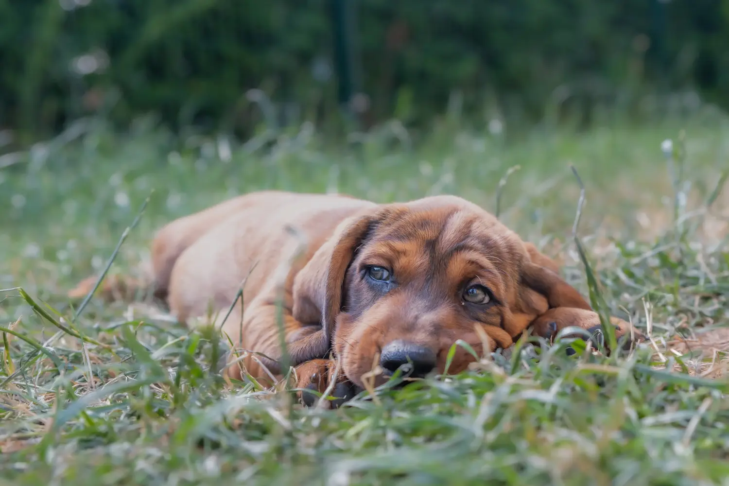 Cumpărarea unui cățel Alpine Dachsbracke înseamnă asumarea responsabilității! Cumpărați cățeluși Alpine Dachsbracke.