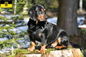 Read more about the article Alpine Dachsbracke crescători și căței în Baden-Württemberg