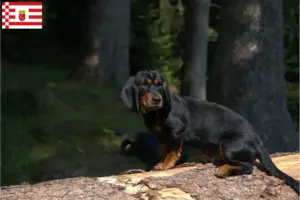 Read more about the article Alpine Dachsbracke crescători și căței în Bremen