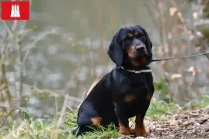 Read more about the article Alpine Dachsbracke crescători și căței în Hamburg