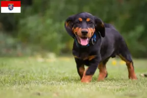 Read more about the article Alpine Dachsbracke crescători și căței în Hesse